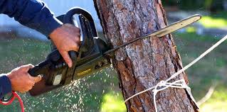 How Our Tree Care Process Works  in  Somerdale, NJ